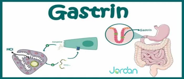 هورمون گاسترین