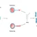PGD چیست