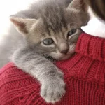 بیماری‌ های مشترک انسان و گربه