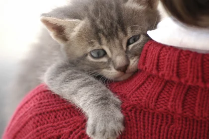 بیماری‌ های مشترک انسان و گربه